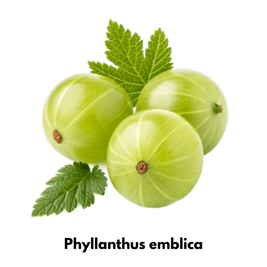 Amla Powder (Indian Gooseberry Powder) – 100% Pure & Natural | Rich in Vitamin C for Immunity, Hair & Skin